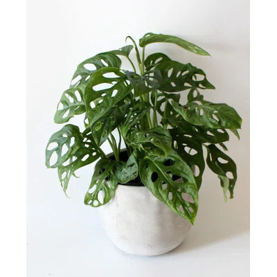 Monstera Swiss Cheese Plant - Live Plant in a 6 Inch Pot - Monstera Adansonii - Beautiful Easy to Grow Air Purifying Indoor Plant | Wayfair North America
