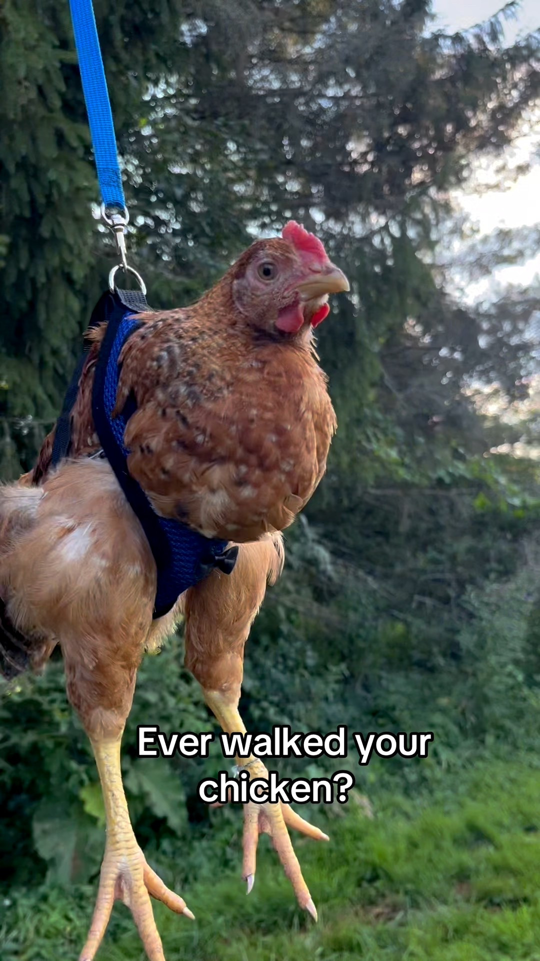 Yes… you can walk your chicken 😅
This chicken harness + leash is adjustable, comfortable, and surprisingly secure. Practical? Maybe not. Entertaining? Absolutely.

Farm life, but make it extra.


#LTKSaleAlert #LTKdayinmylife #LTKvlog