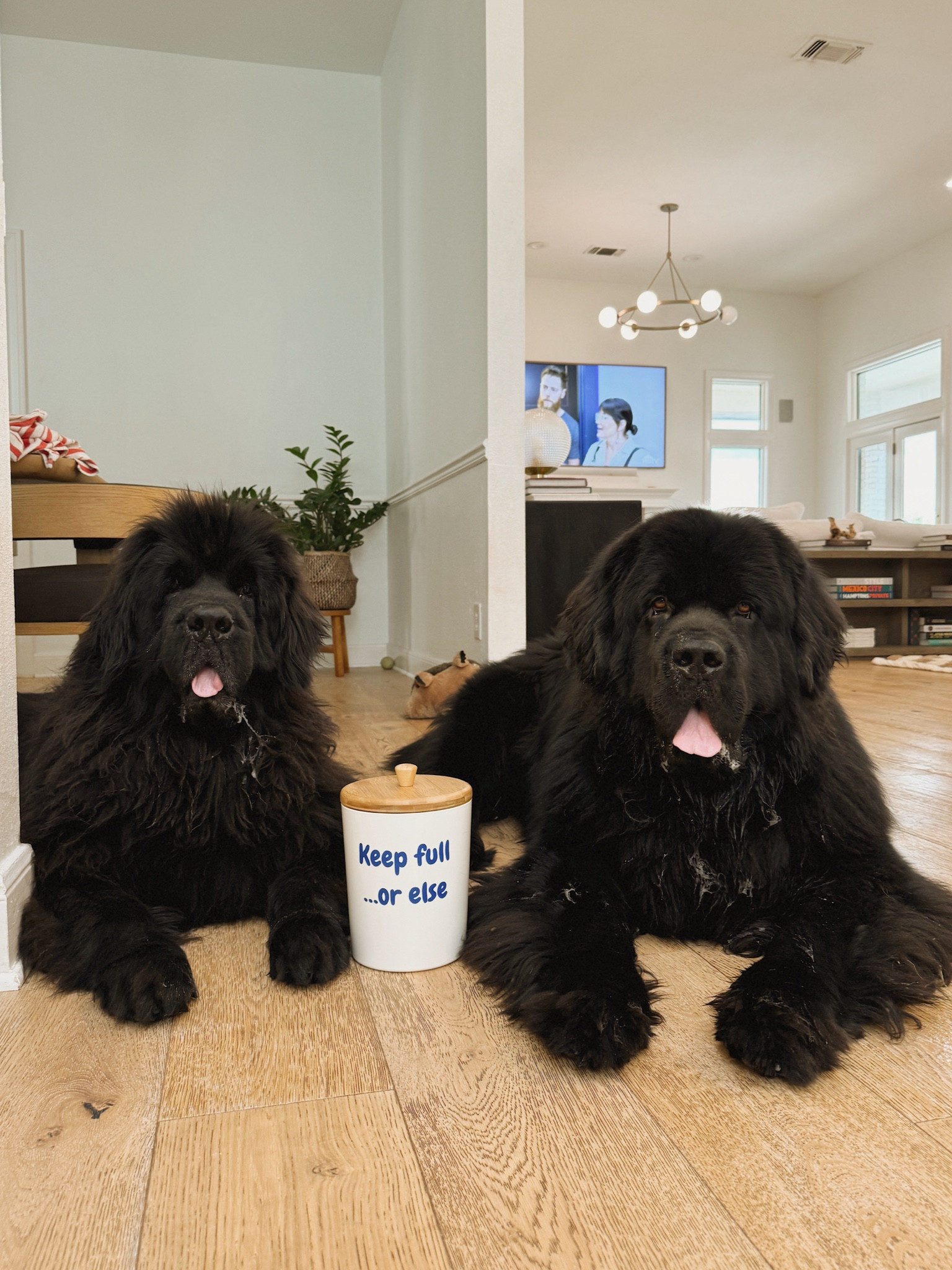 Our friends at chewy sent us this really cute personalized treat jar. And I just had to share the boys’ top treats from Chewy! 
1.- Virbac Veggiedent: same brand as their toothpaste and they love the taste
2.-full moon sliced pork jerky: they’re obsessed with these but they’re a fattier treat so I cut them up in small pieces 
3.- Stewart freeze dried raw liver: probably their all time faves! They’re small pieces so easy to feed.
