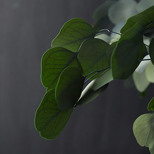 Preserved Populus Eucalyptus Bunch | Terrain