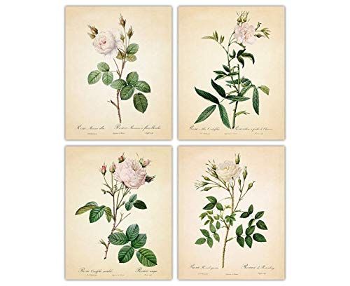 Amazon.com: Vintage White Rose Botanicals Wall Art Prints - Set of Four (8x10) Photos Unframed Ma... | Amazon (US)
