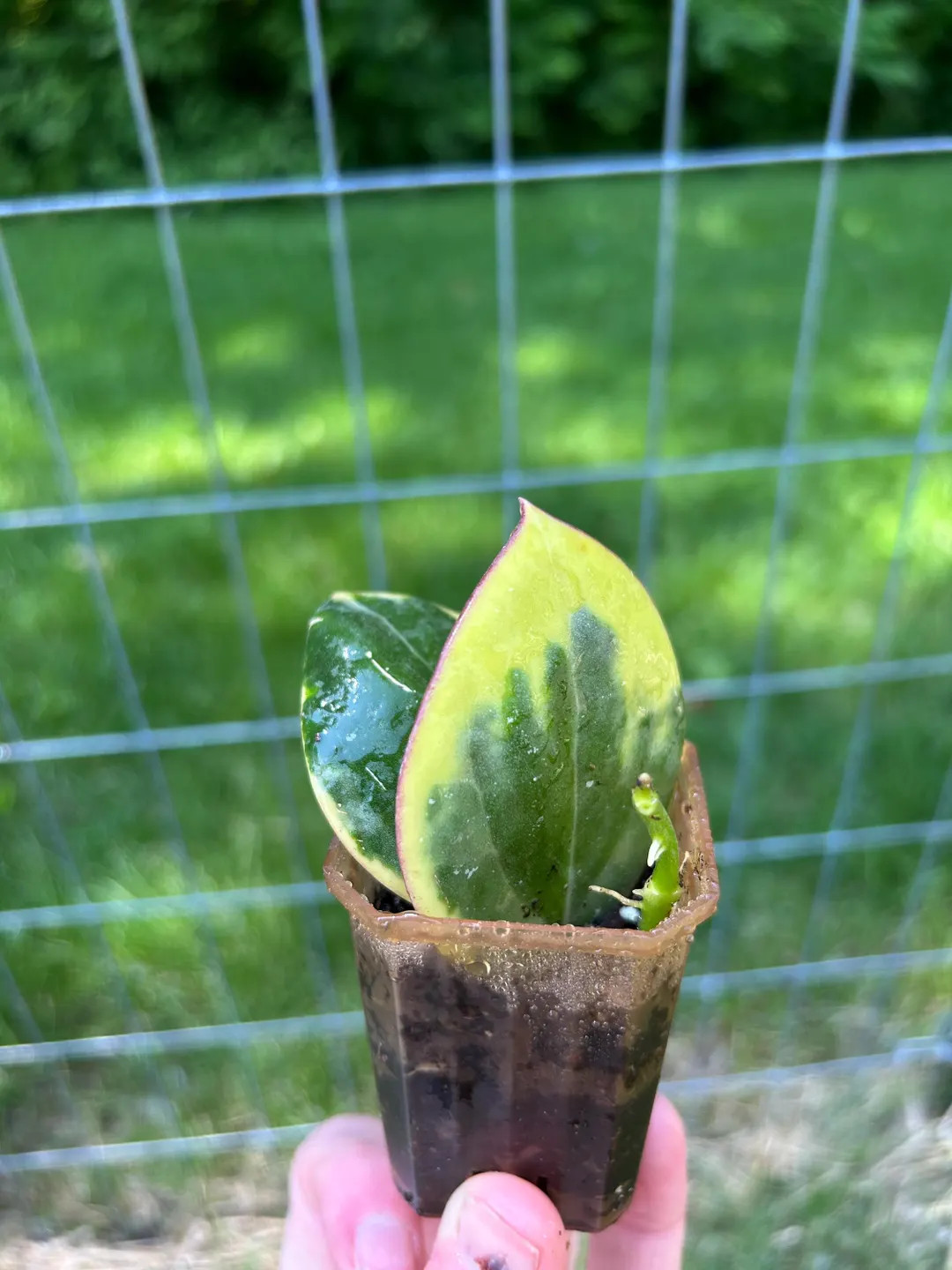 Hoya Pachyclada Albomarginata in 1.5 Inch Pot - Etsy | Etsy (US)