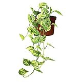 Beautiful Hanging Pothos ‘Gold’ Plant - Live Plant in 6 Inch Growers Pot. Decorates Indoors, Low Mai | Amazon (US)