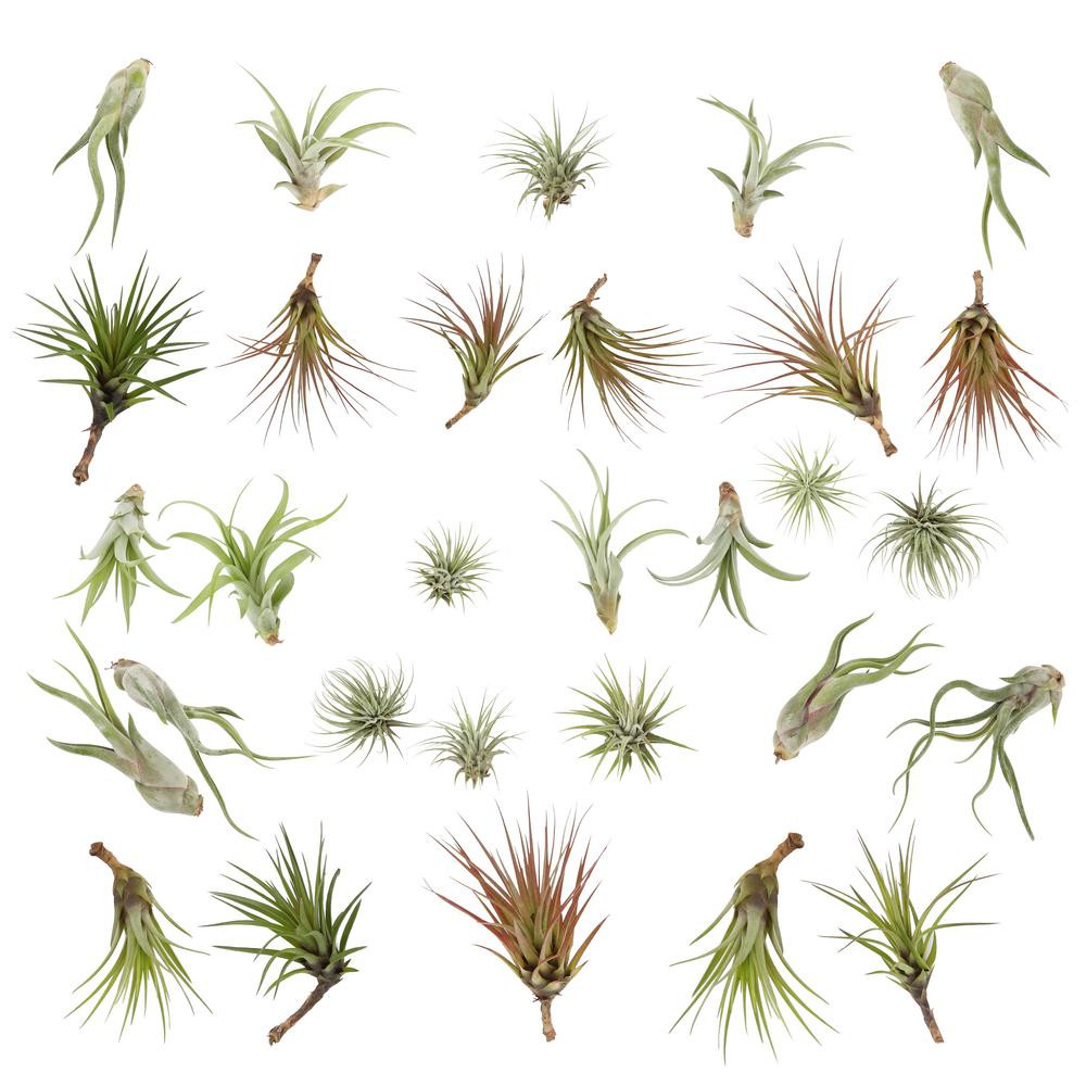 Costa Farms Tillandsia Air Plants Medium - Large Assorted (30 pack) | The Home Depot