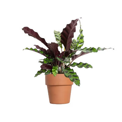 Live 4" Rattlesnake Calathea Houseplant in Petite Classic Terracotta Planter | Target