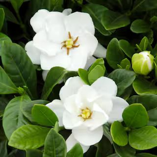 national PLANT NETWORK 2.5 qt. Gardenia Buttons Flowering Shrub with White Flowers HD1101 - The H... | The Home Depot