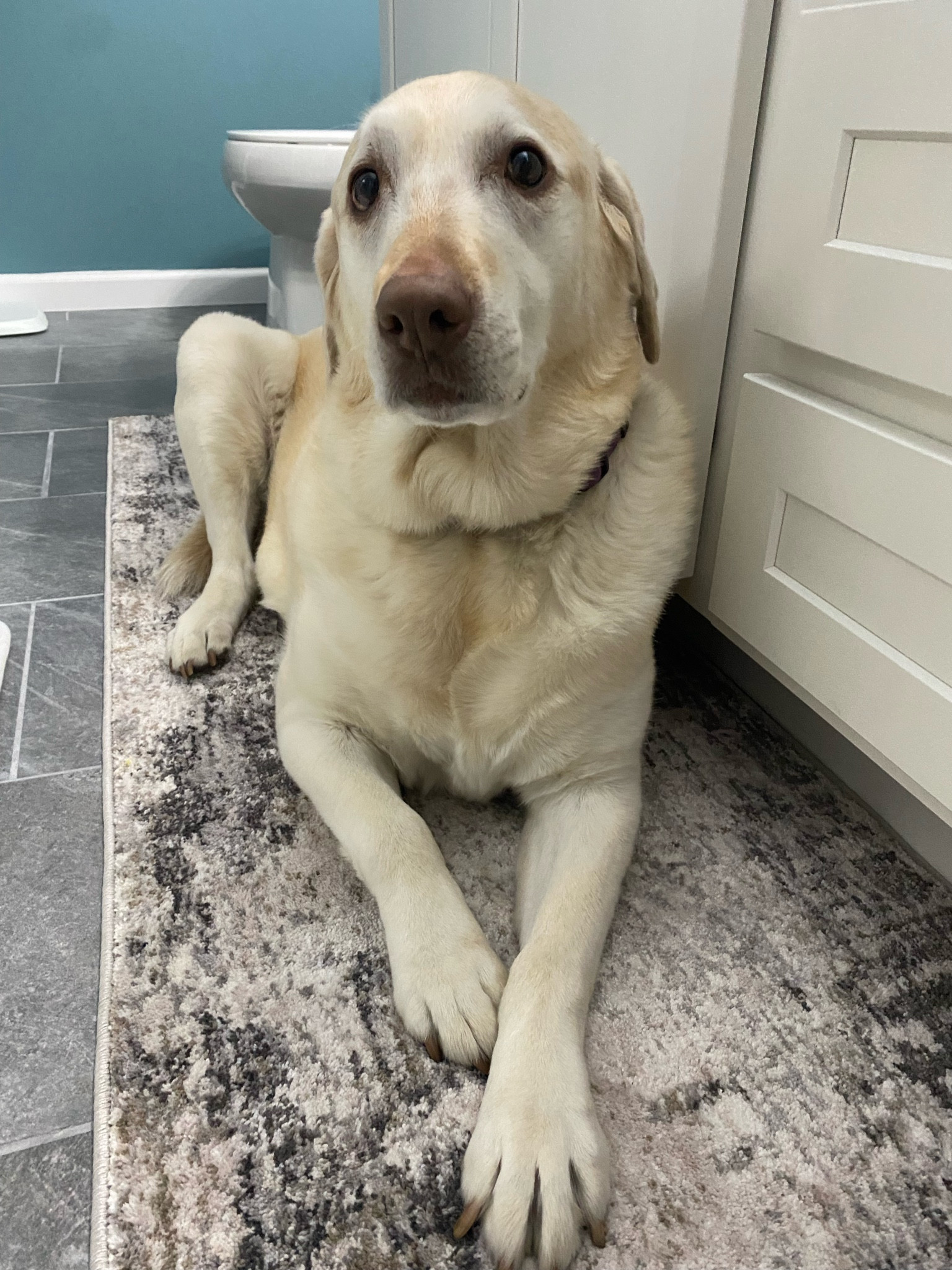 Mara approves of the new bathroom rug 🥰

#LTKfindsunder50 #LTKGiftGuide #LTKhome