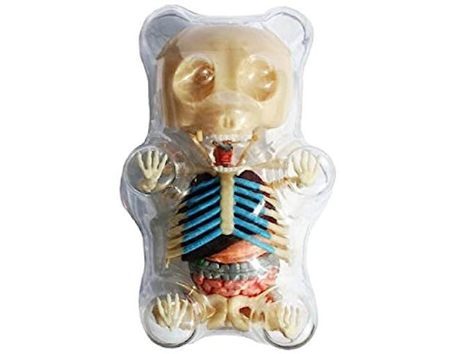 4D Master Gummi Bear Skeleton Anatomy Model Kit, Clear | Amazon (US)