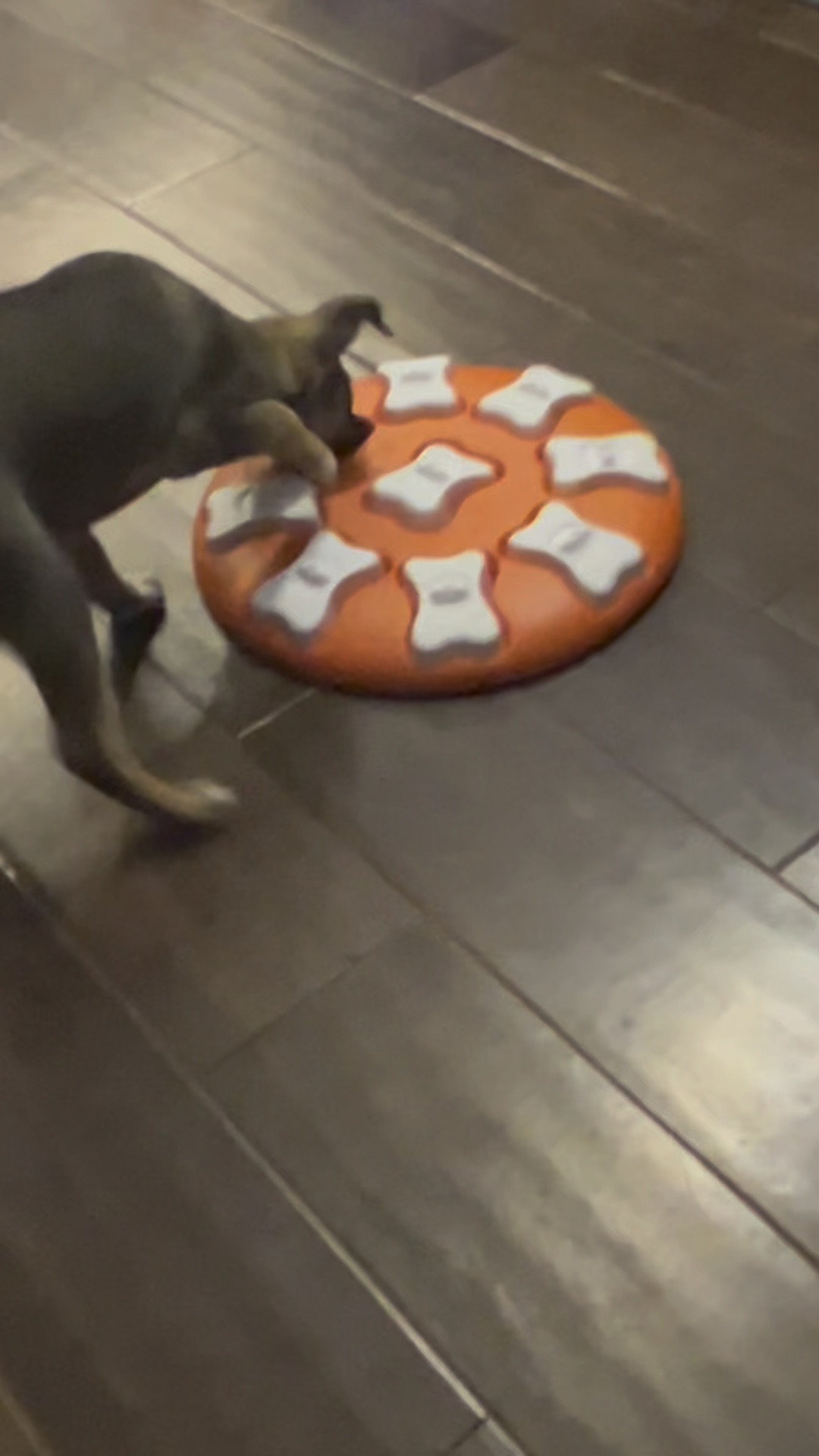 Perfect Holiday Gift for your dog. 

#LTKVideo #LTKGiftGuide #LTKkids