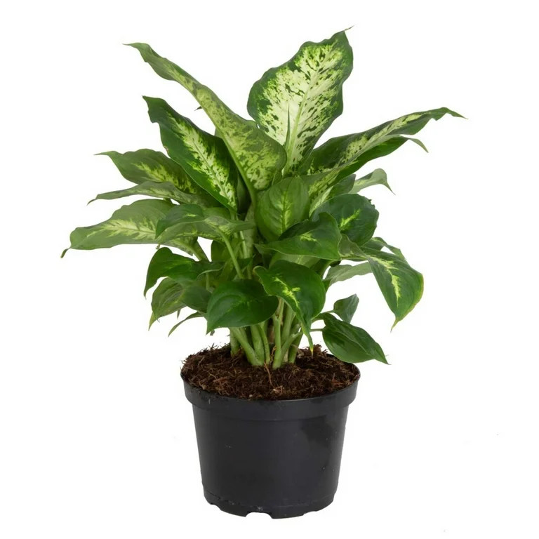 Costa Farms 12" Tall Dieffenbachia, Bright Indirect Sunlight, Indoor Live House Plants, Grow Pot | Walmart (US)