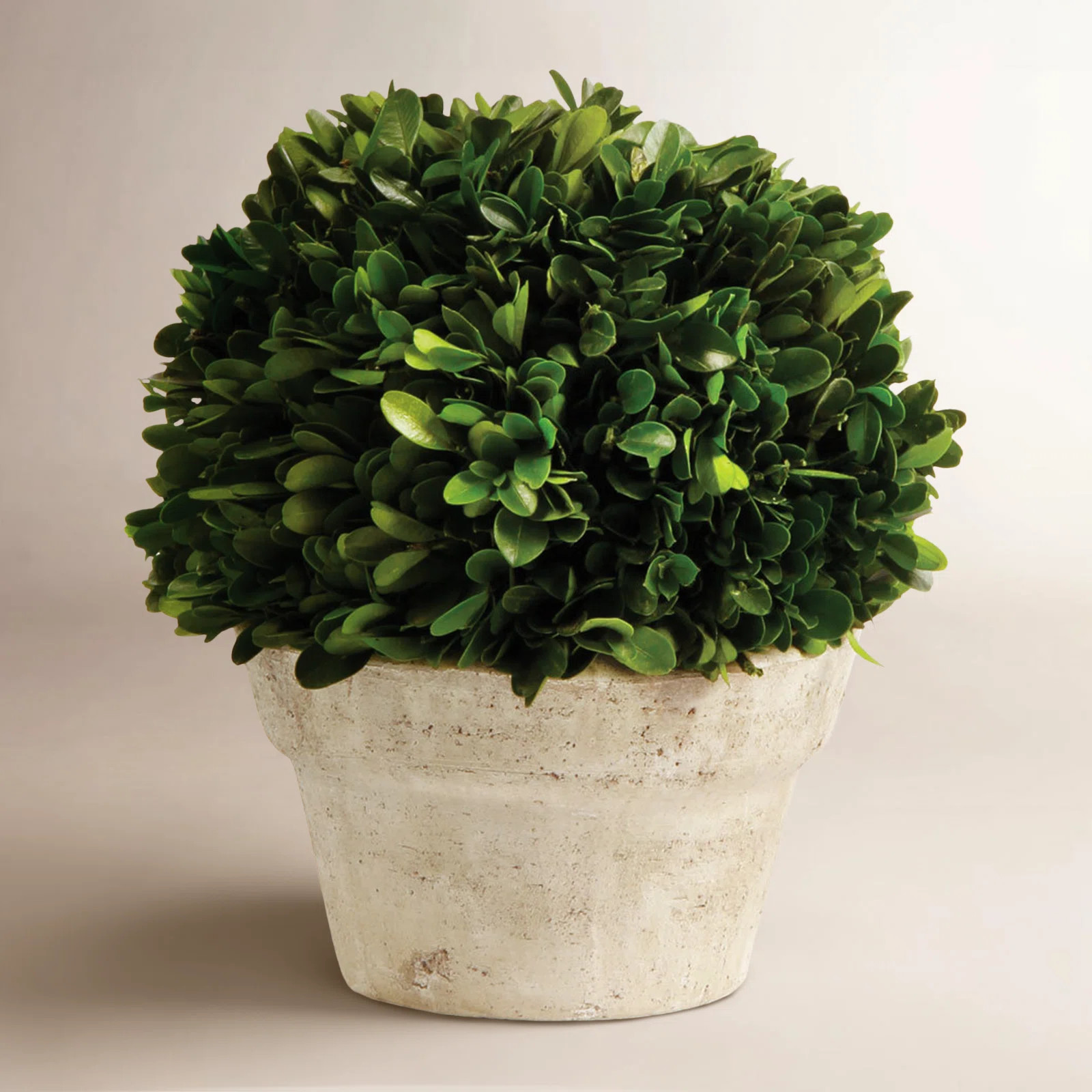 Alby 8'' Boxwood Topiary in Ceramic Pot | Wayfair North America
