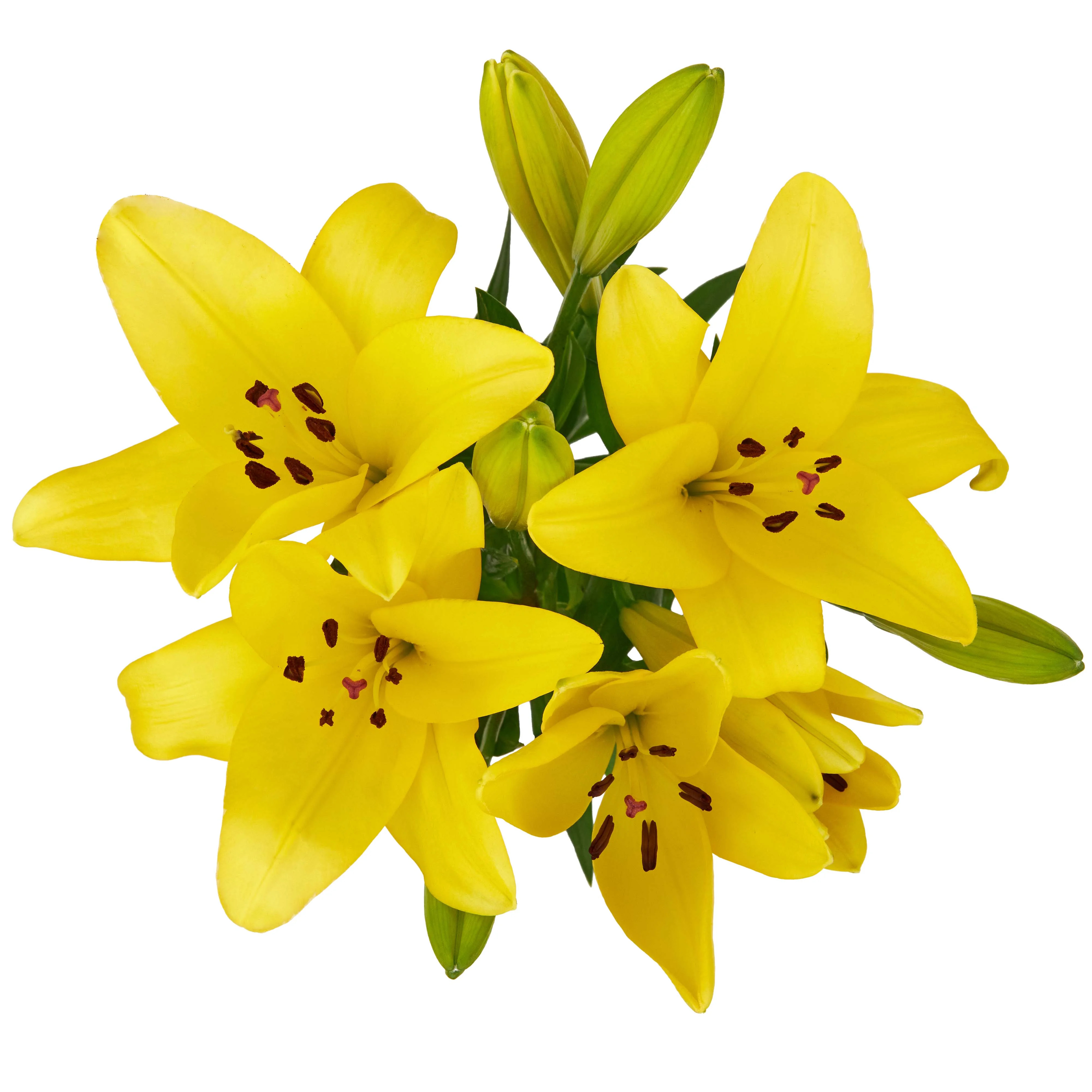 Fresh-Cut Lilies Flower Bunch, 3 Stems, Colors Vary | Walmart (US)