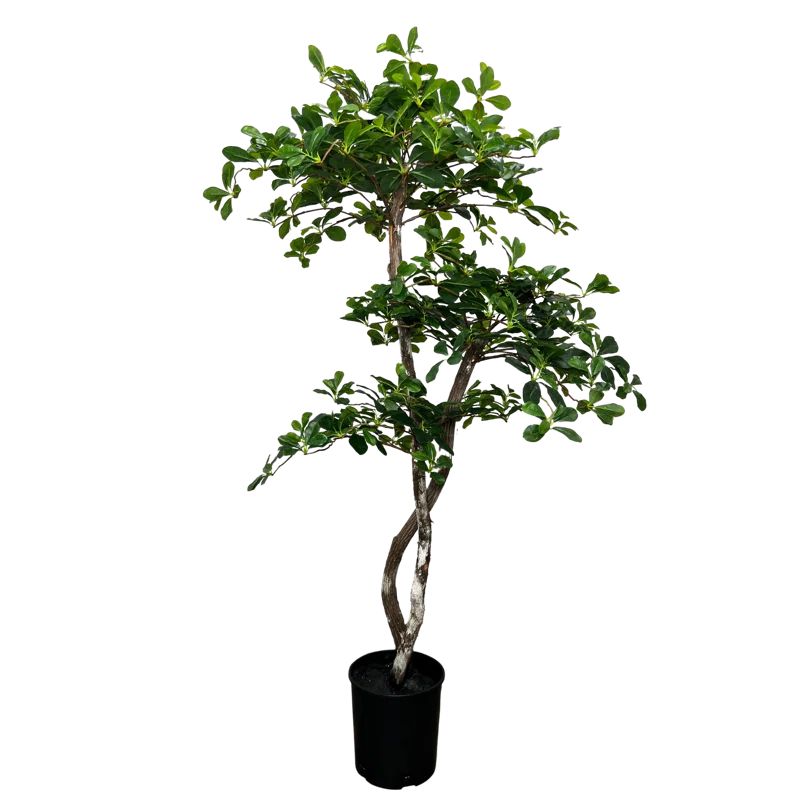 Hand-Made Primrue Fresh Italian Black Olive Leaf 5'' Artificial Tree | Wayfair North America