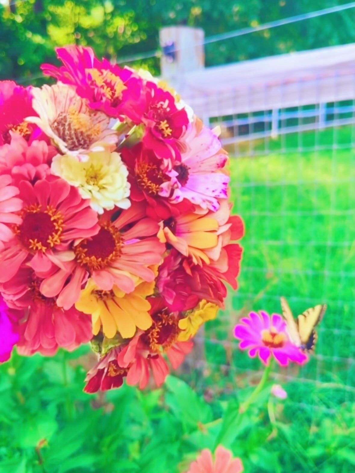 just living my childhood 👧 dream 💭 in our sweet farmhouse on the hill 🏡 picking farm fresh bouquets 💐 of flowers 🌼 and admiring butterflies 🦋 all around… Thank you, Lord, for it all!! ☀️🌾 Happy Sunday, y’all!! 🌞🪻🪴 #farmfresh #homegrownflowers #zinniaseason #flowersandbutterflies #myfavoritethings
