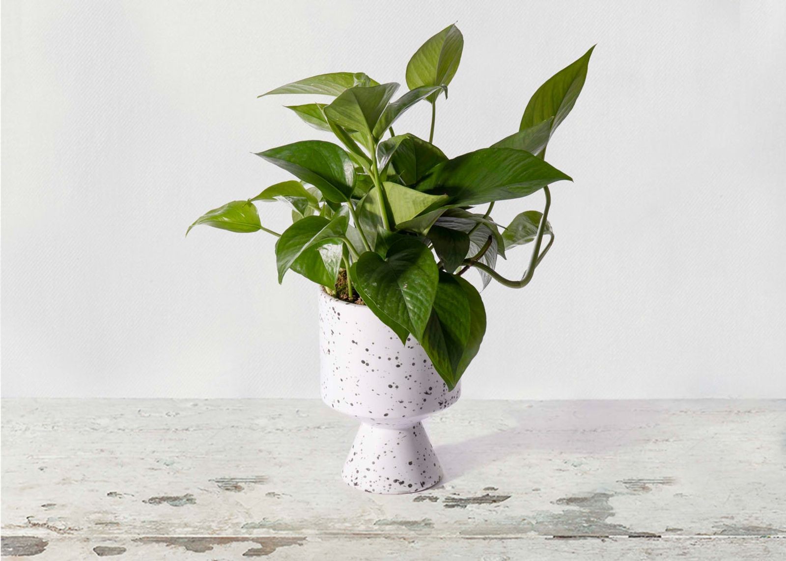 The Coco | UrbanStems