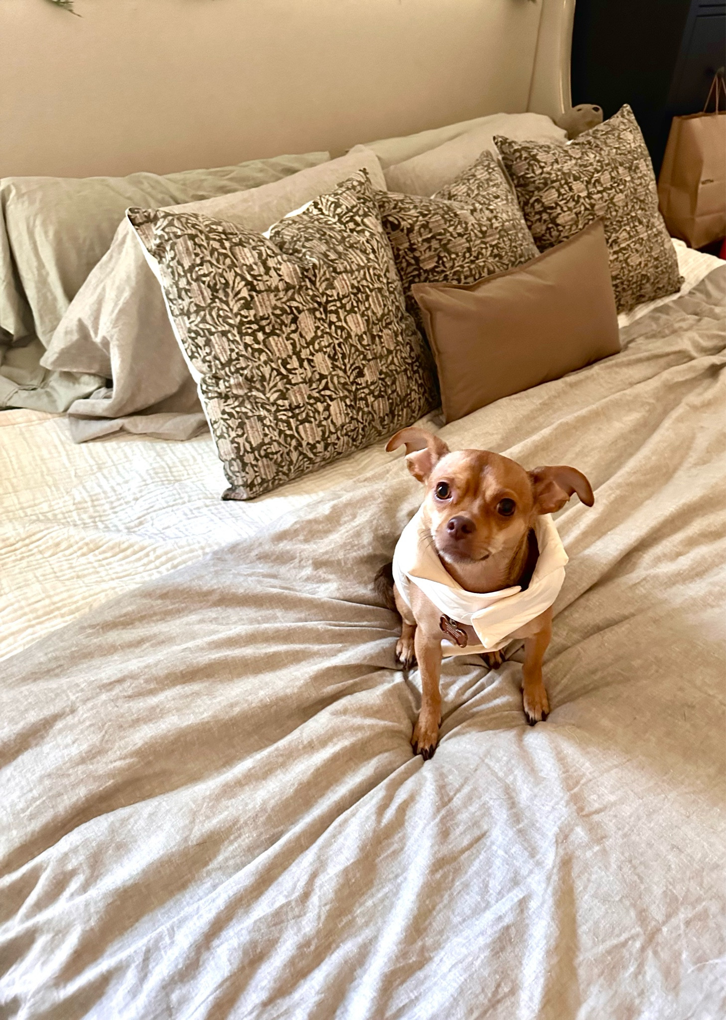 Our bedroom project is almost complete but I wanted to share our throw pillows because they are on clearance and marked WAY DOWN 

We have the 20x20 with Amazon inserts 

Also Crosby says hi (in his cutie pie white puff coat)

Bedroom decor | Theo pillows | material bedroom | pillow inserts 

#LTKSaleAlert #LTKHome #LTKSeasonal