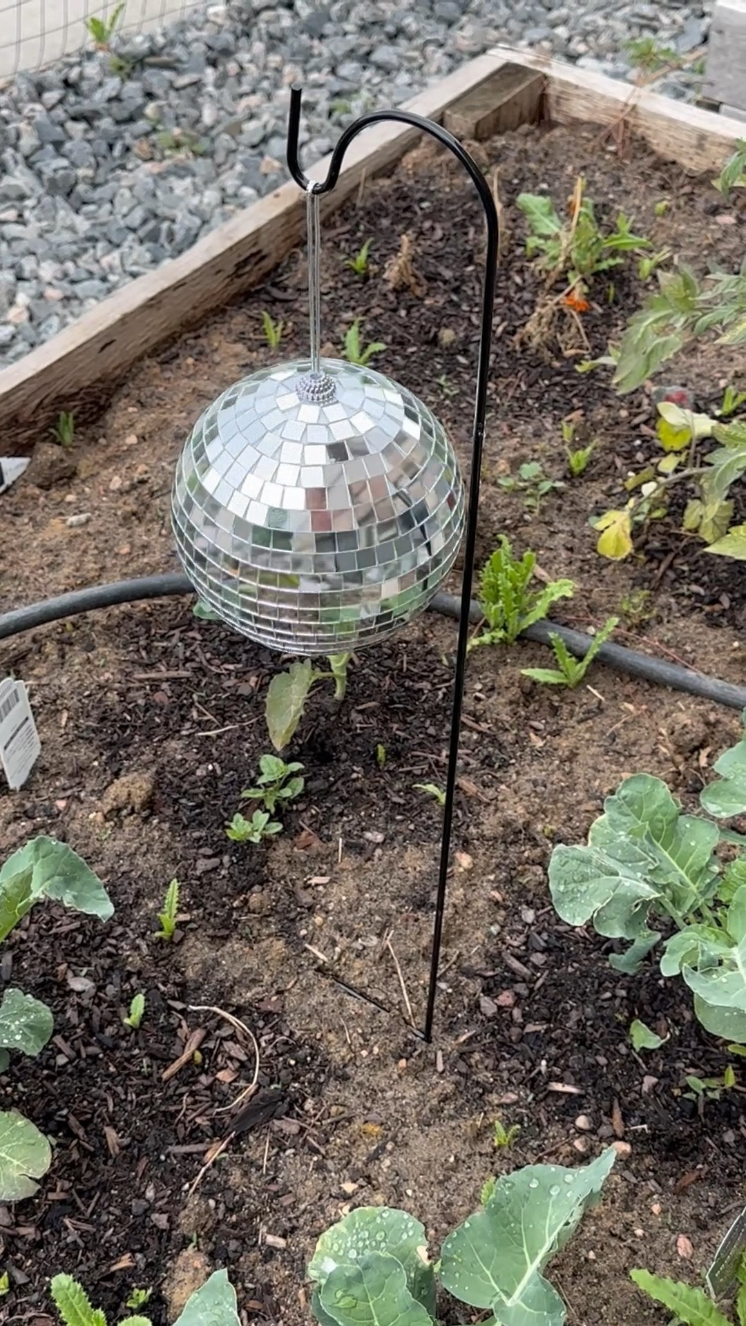 Disco balls to help deter birds in garden. More fun than pinwheels 😆🪩

#LTKHome