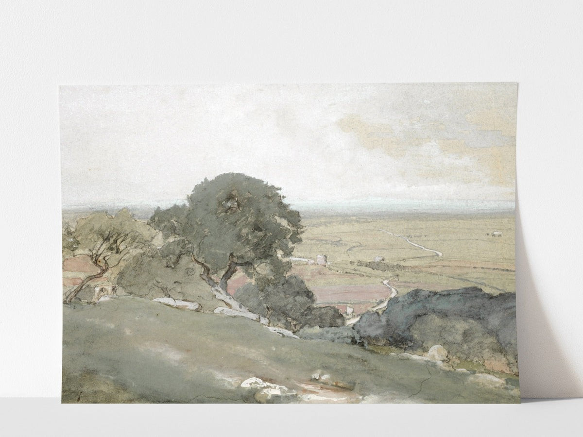 Olive Trees | Heirloom Print Shop