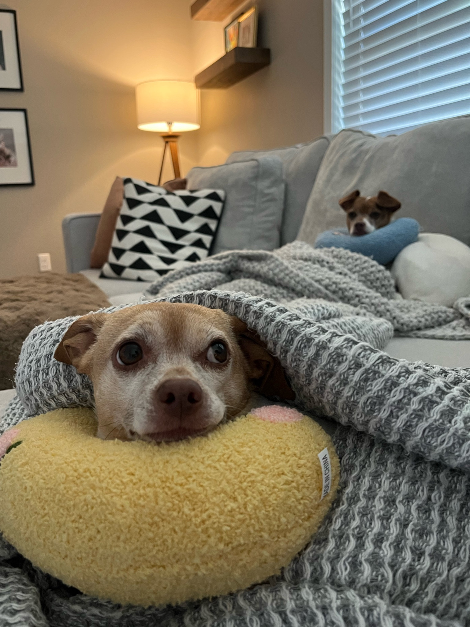 If you have a small dog, these calming pillows are a MUST!!! They are obsessed with them & I love that it comes in a 3 pack 

#LTKhome #LTKfamily #LTKGiftGuide