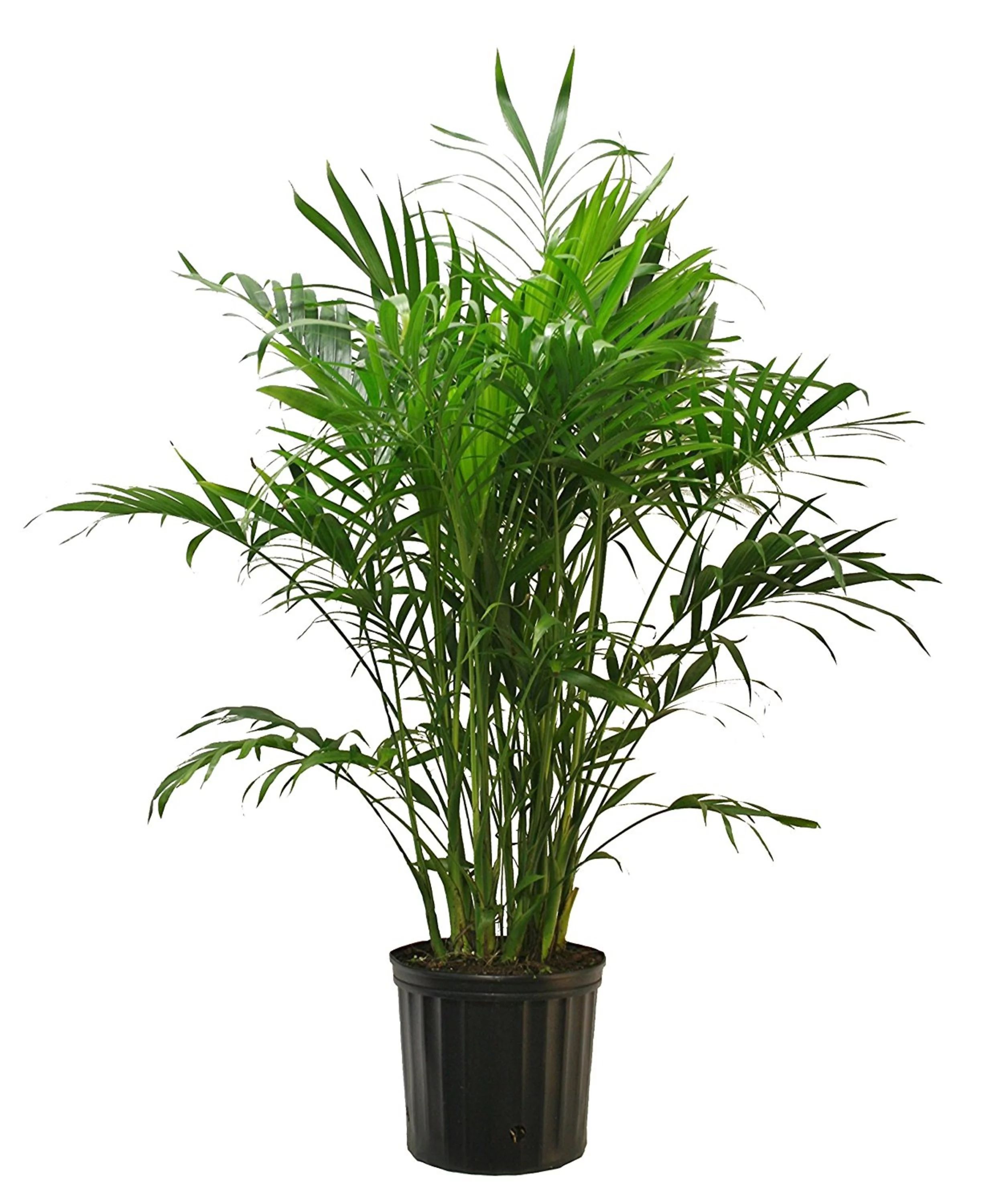 Costa Farms Live 32-inch Tall, Easy to Grow Clean Air Cat Palm, Bright Indirect Sunlight, Indoor ... | Walmart (US)