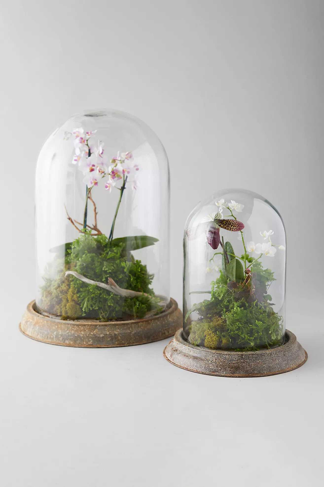 Distressed Iron + Glass Cloche | Terrain