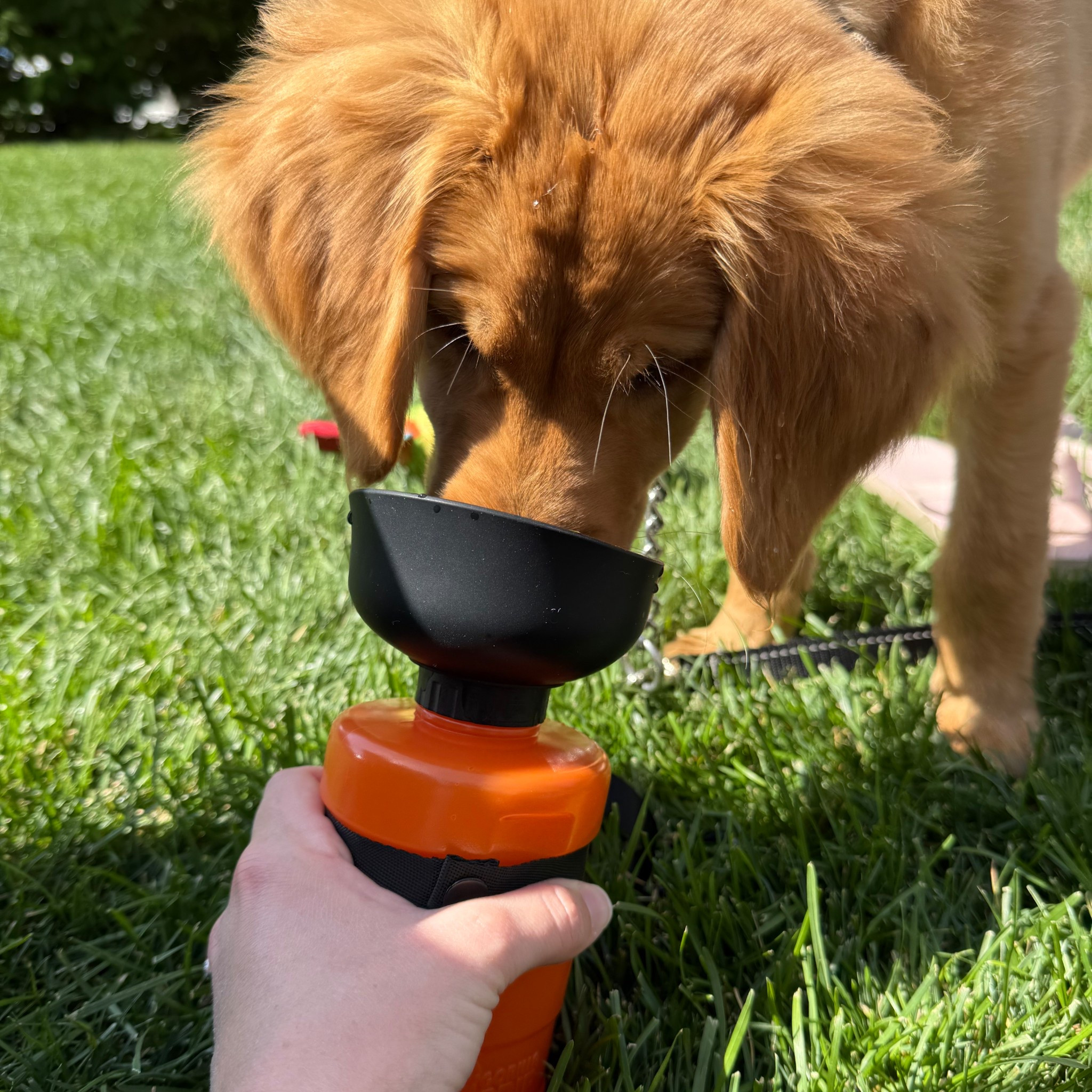 Training/ investments for your puppy 

#LTKFamily #LTKPets #LTKHome