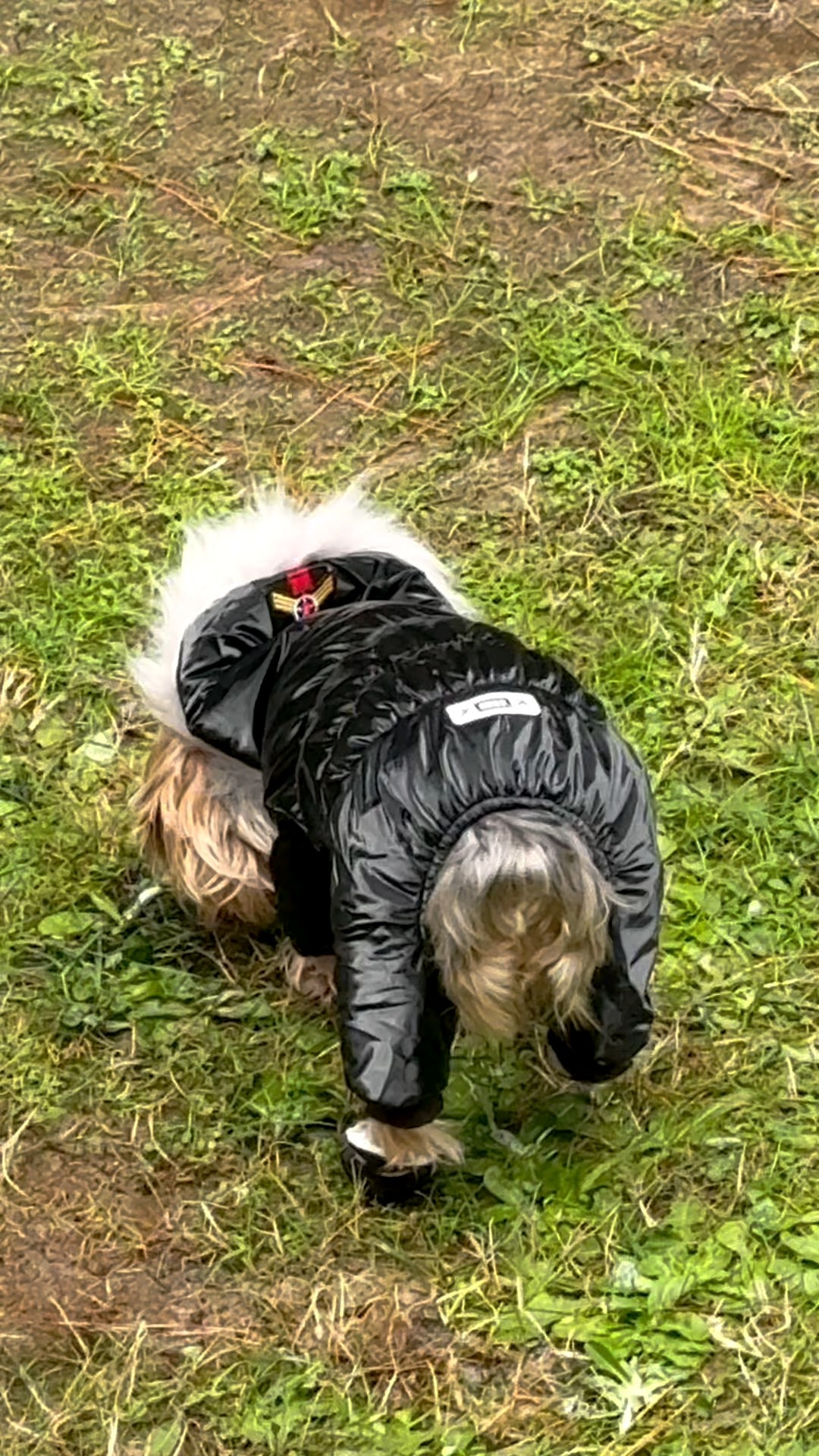 How Cute is Lexi in her snowsuit and snowboots? 
Dog clothes
Yorkie
Furbaby

#LTKKids #LTKBaby #LTKHoliday