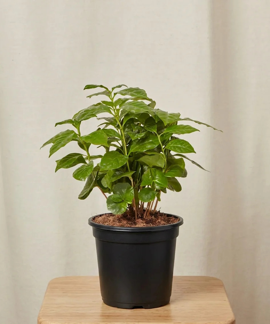 Coffee Plant | Bloomscape