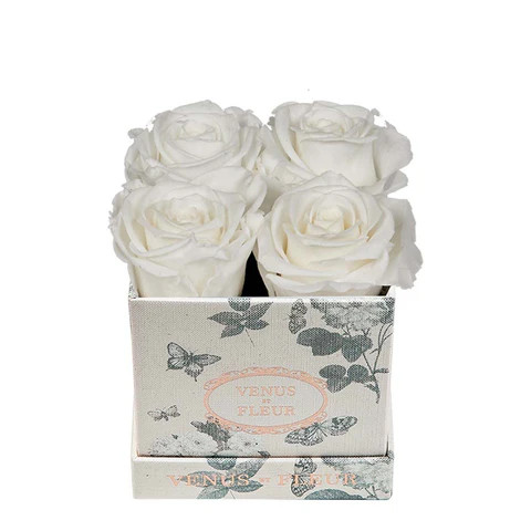 Le Petit | Venus ET Fleur