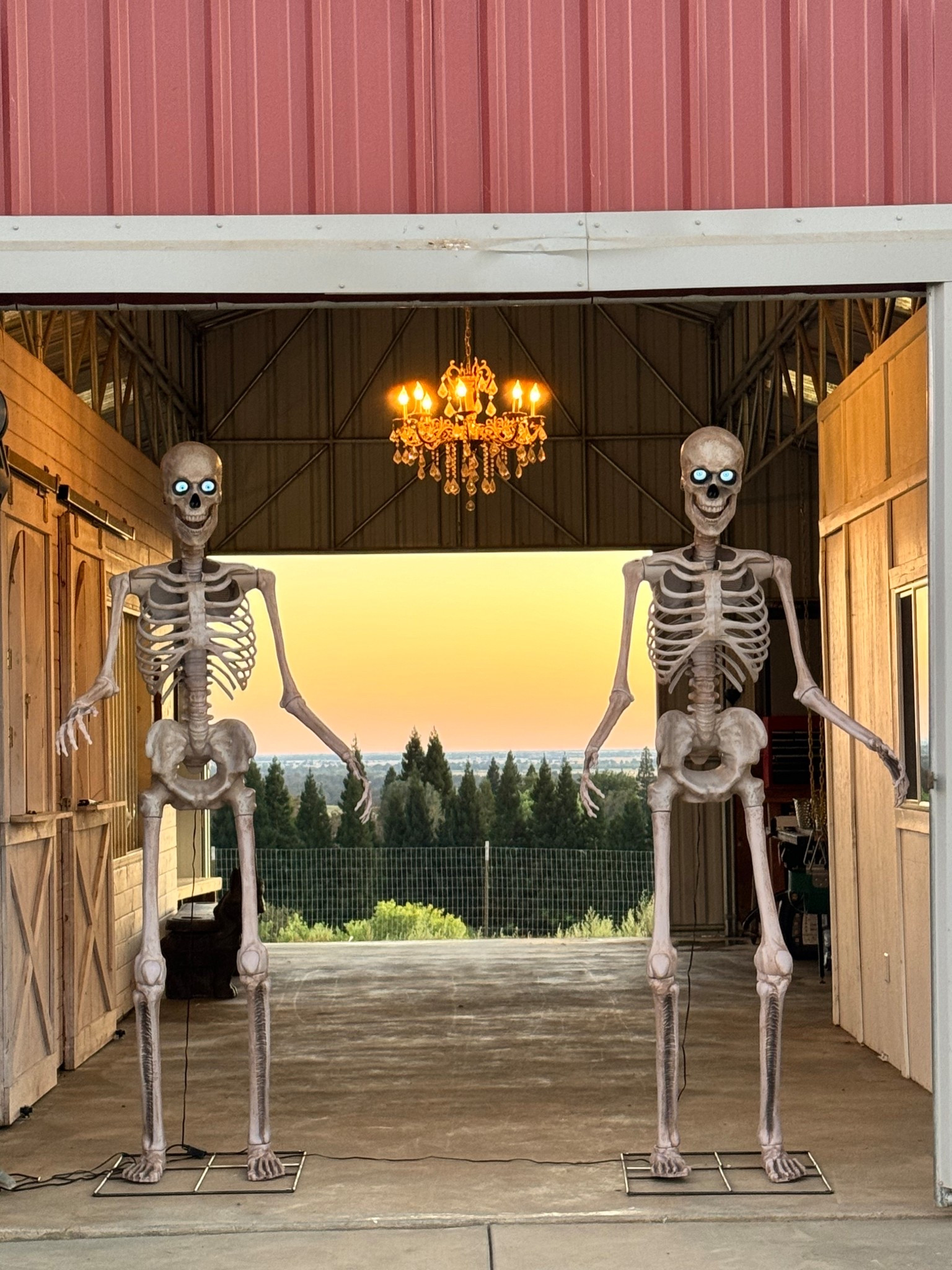 Giant skeletons back in stock 

#LTKParties #LTKSeasonal #LTKHome