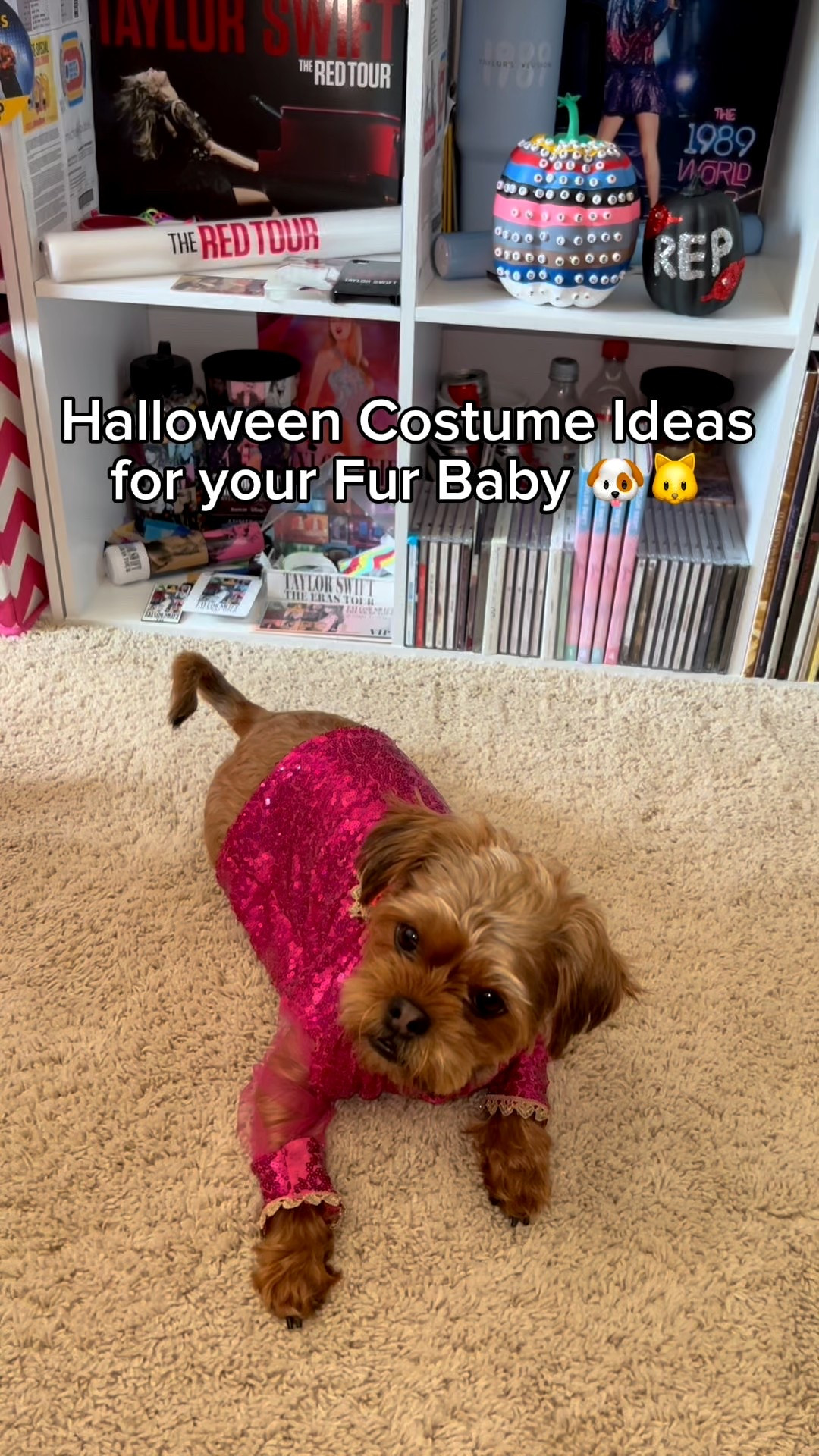 Halloween costumes for your fur baby 🐾

#LTKSeasonal #LTKHalloween #LTKFindsUnder50