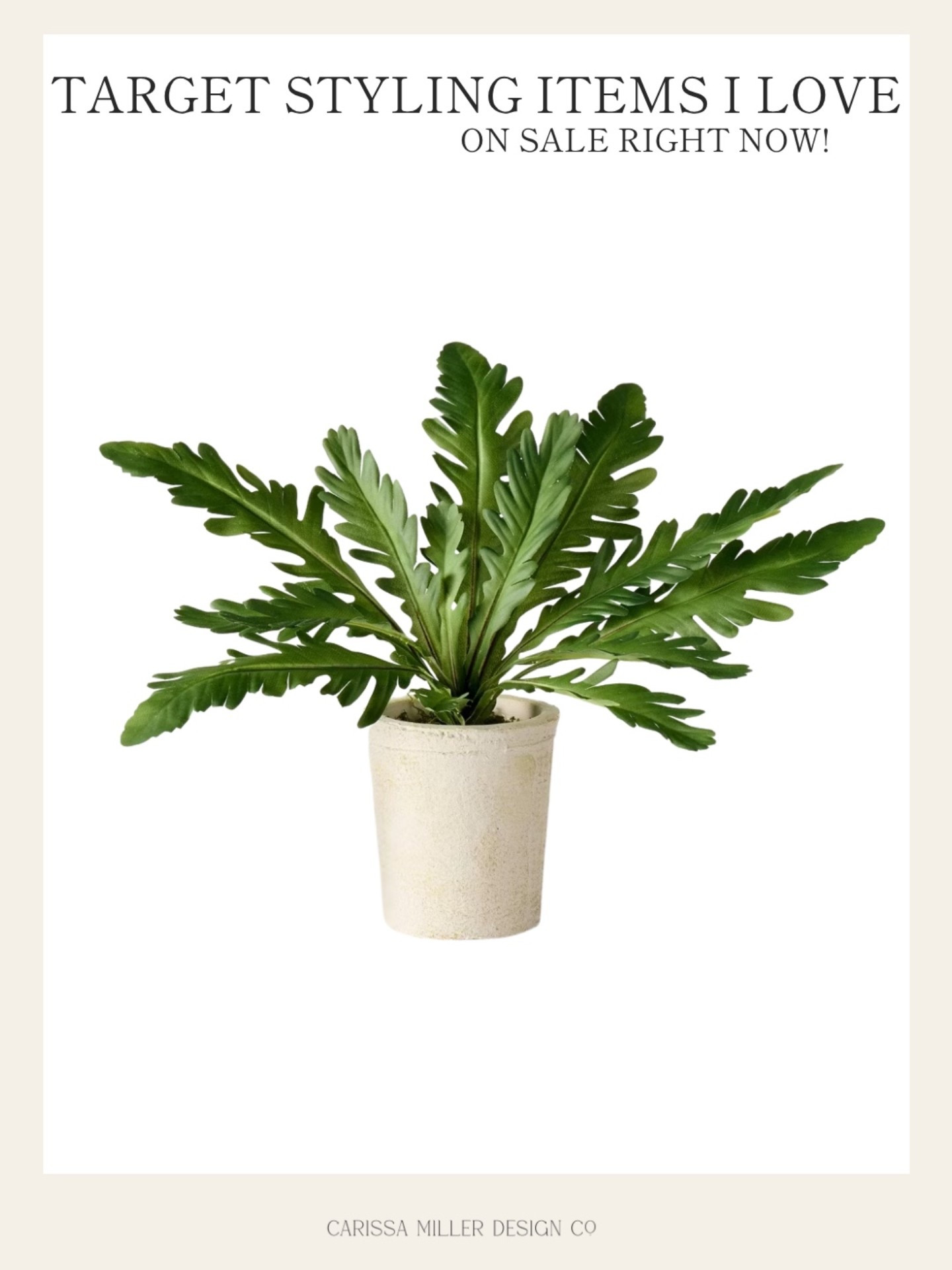 This plant is the cutest! Perfect for any space.