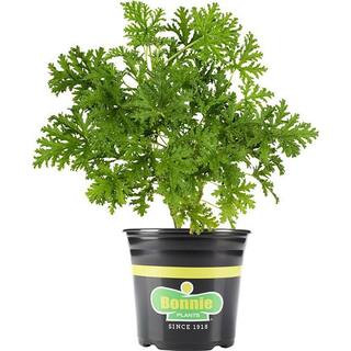 Bonnie Plants 2.32 qt. Citronella Mosquito Herb Plant 5028 - The Home Depot | The Home Depot