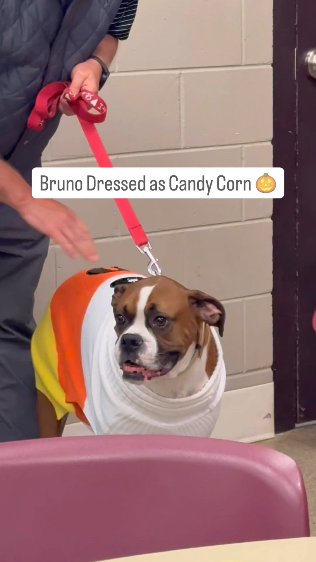 We took our boxer, Bruno, to a Halloween Party tonight at the DPHalloween

#LTKFindsUnder50 #LTKFamily #LTKPets