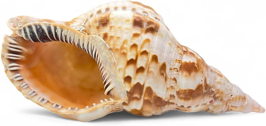 Tumbler Home Large Conch Shell for Aquarium and Beach Decor (Triton) | Amazon (US)