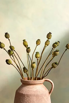 Dried Papaver Bunch | Anthropologie (US)