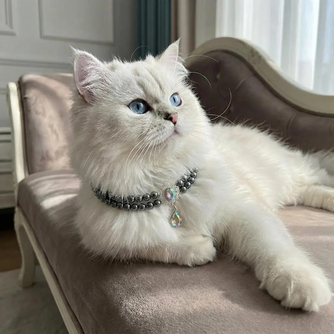 Rhinestone Cat Collar, Gemstone Cat Collar, Pearl Cat Collar, Luxury Cat Collar, Necklace for Cat... | Etsy (US)