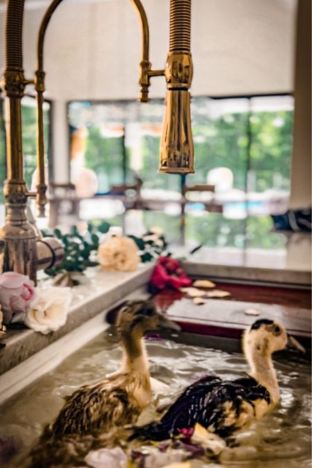 #Brass #kitchen #sinks and baby ducks, what more can you ask for!? Unfortunately I can’t link the ducklings. 😉 

#LTKhome