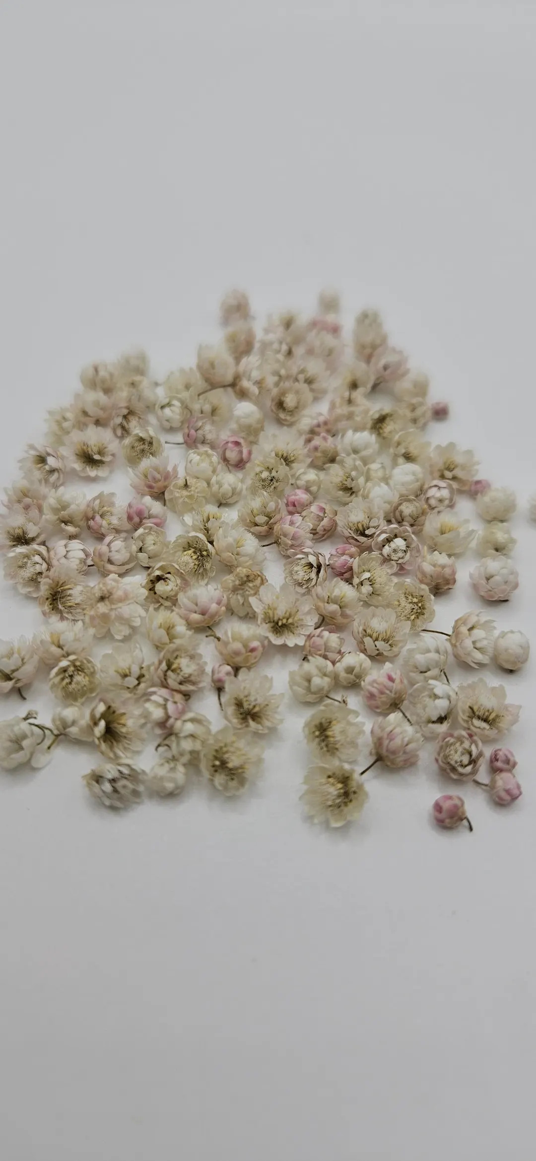 Mini Dry Flowers for Mini Crafts, Tiny Little Flowers, 100 Pieces - Etsy | Etsy (Global)
