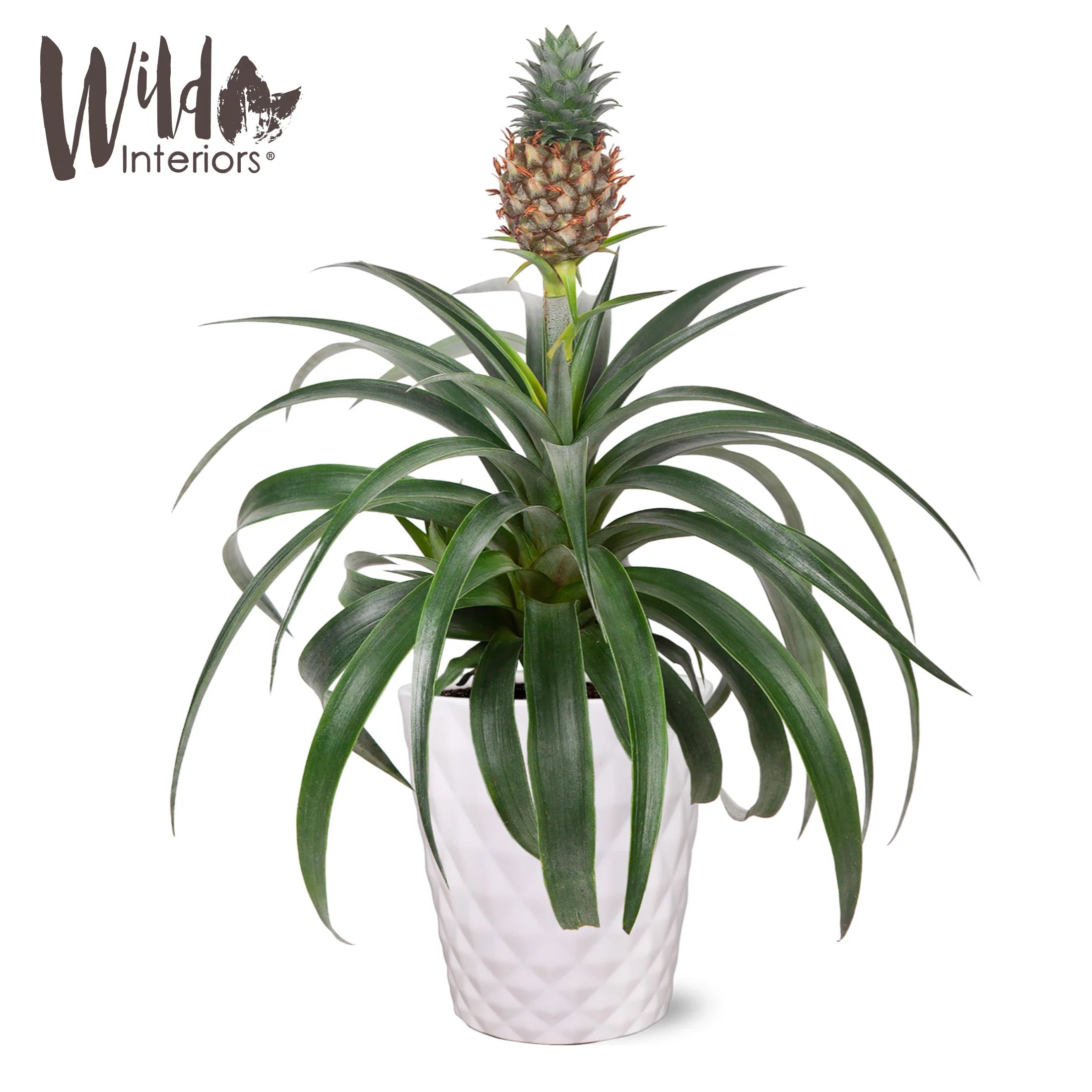 Wild Interiors 14" Tall Pineapple Bromeliad Live Plant in 5" Decorative Ceramic Pot, House Plant | Walmart (US)