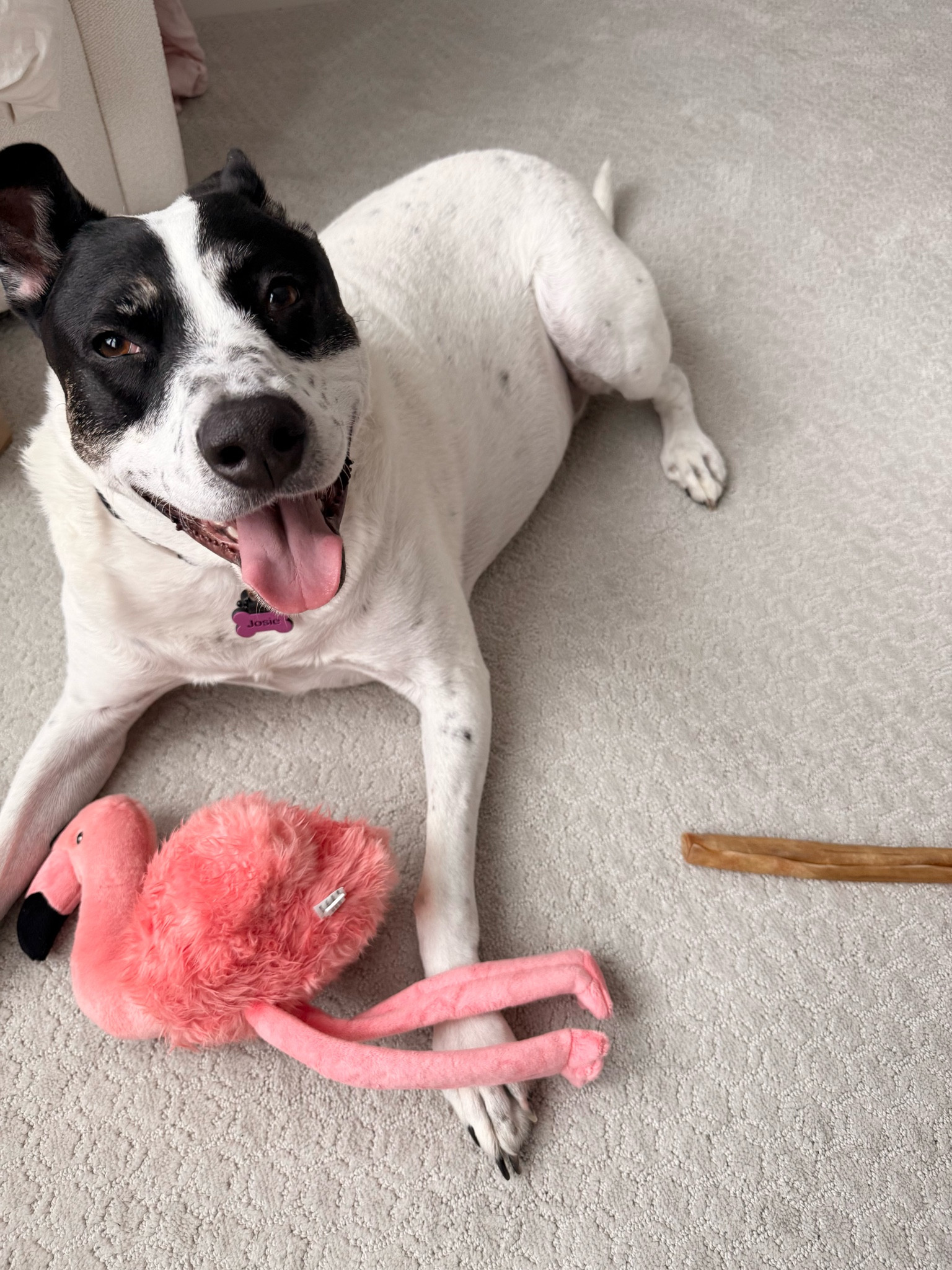 Josie loves her Valentines Day flamingo! This toy brand on Amazon is indestructible. Worth it!

Dog toys, indestructible dog toyys

#LTKGiftGuide #LTKPets #LTKFindsUnder50