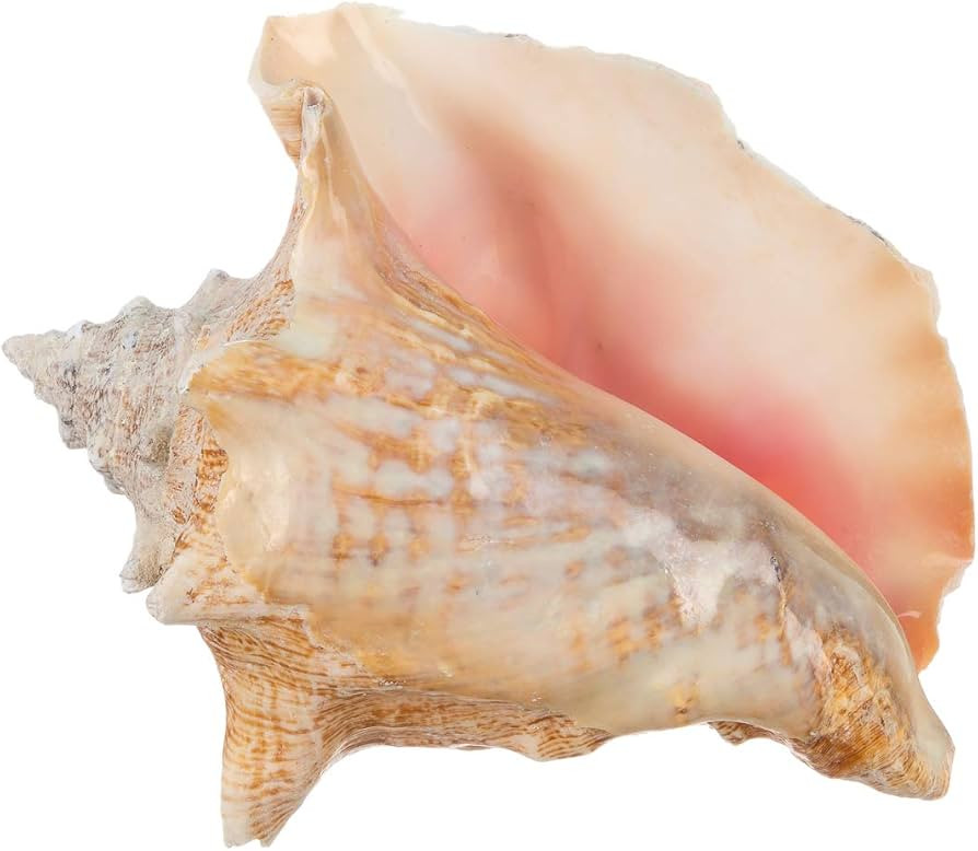 Conch Shell Decor - Seashell Decor - Imperfect 6-8" Large Sea Shell - Shells for Decoration - Lar... | Amazon (US)