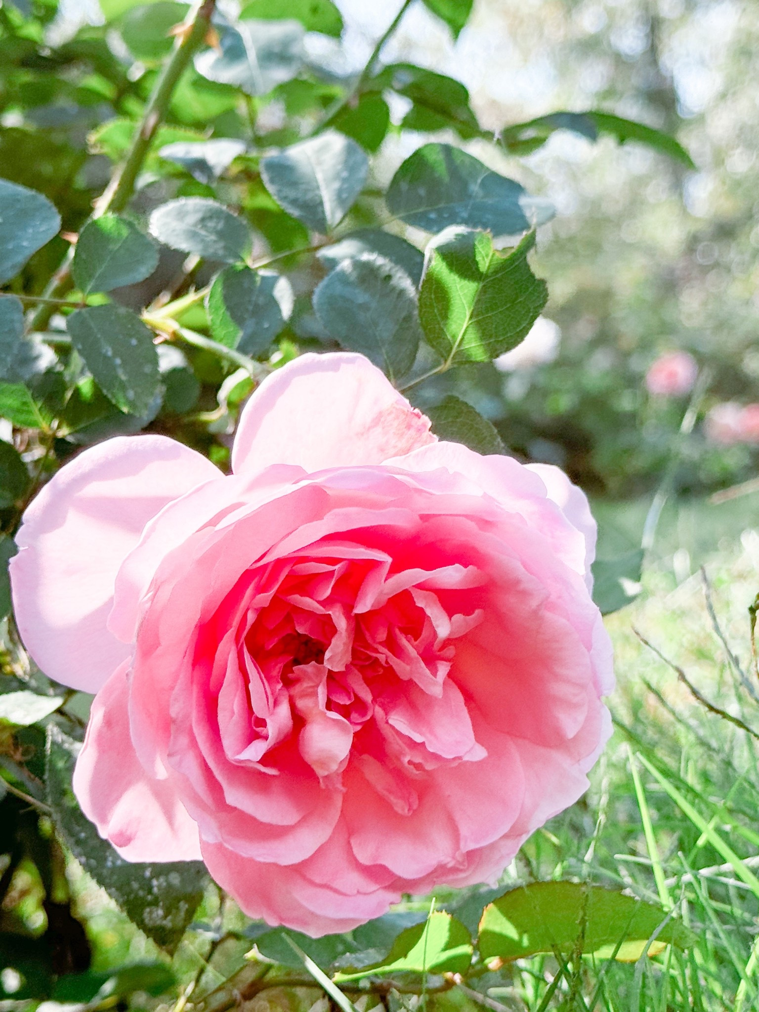 Dames de Chenonceau is def nobility! 