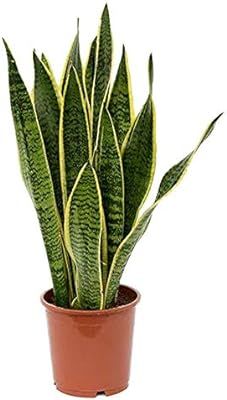 AMERICAN PLANT EXCHANGE Sansevieria Trifasciata Snake Laurentii Live Plant, 6" Pot, Green | Amazon (US)
