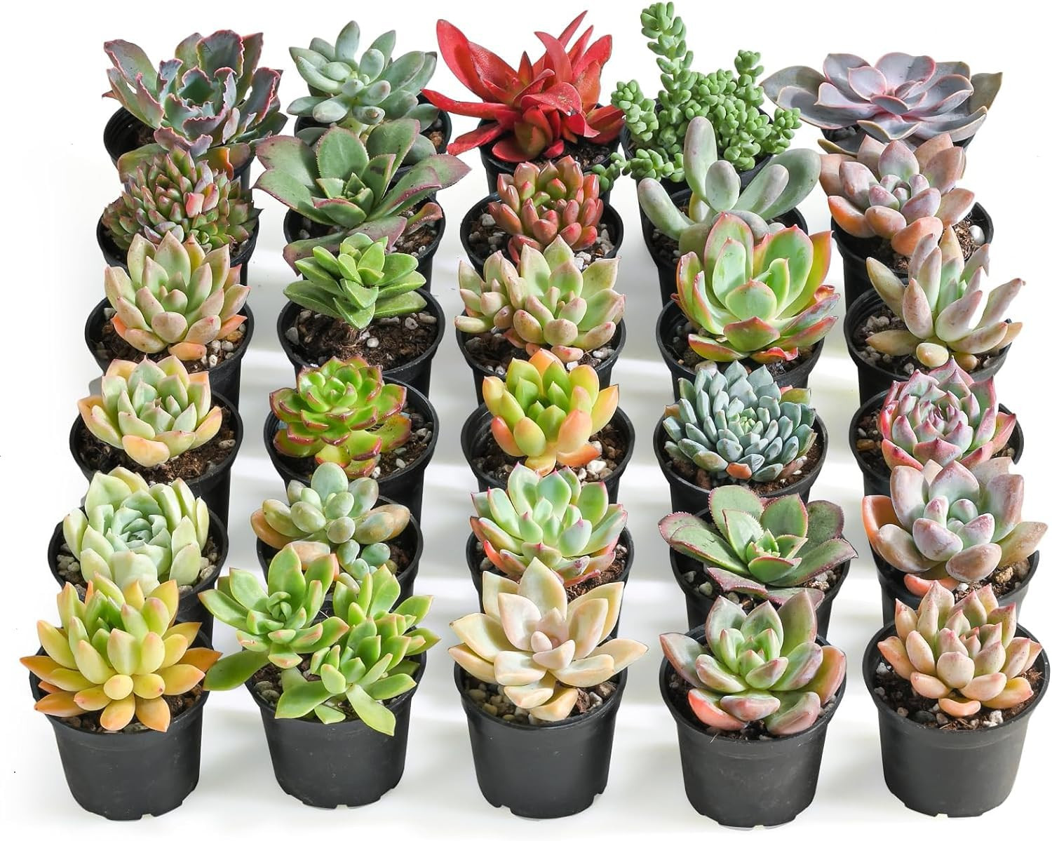 Sprout N Green Paquete de 30 suculentas vivas surtidas, 6 variedades de plantas suculentas reales... | Amazon (US)