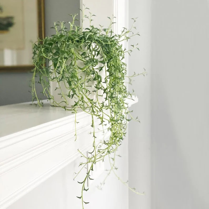 String of Dolphins | 4 inch | Senecio Peregrinus | Live Succulent Hanging Plant | Indoor Plant | ... | Etsy (US)