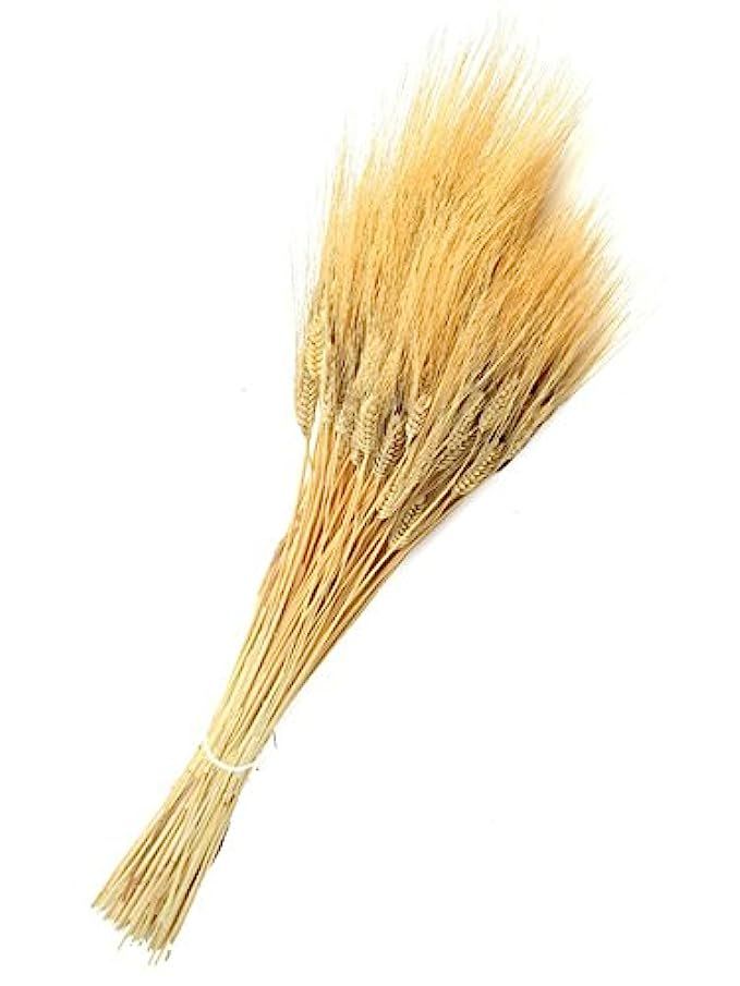 Dried Triticum Natural Wheat Stalk | Amazon (US)