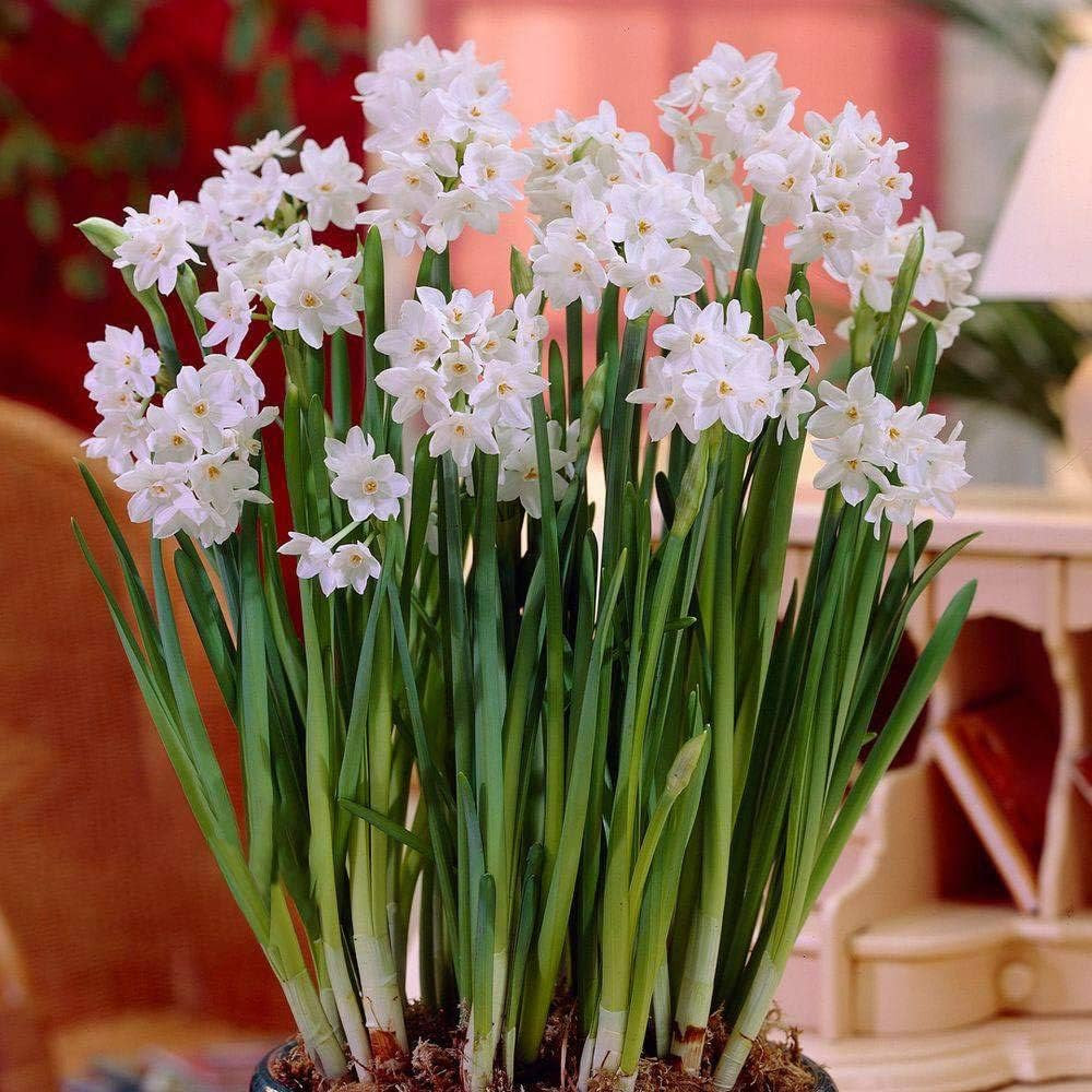 Ziva Paperwhite Flower Bulbs - 10 Bulbs - Large 15/+ cm Size - Paperwhite Narcissi | Amazon (US)