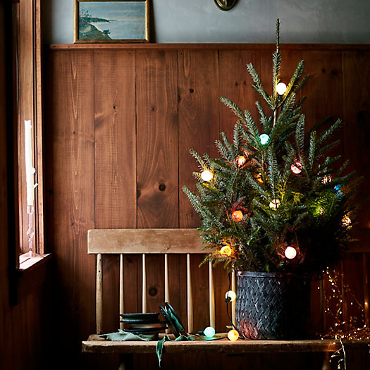 Fresh Tabletop Fraser Fir | Terrain