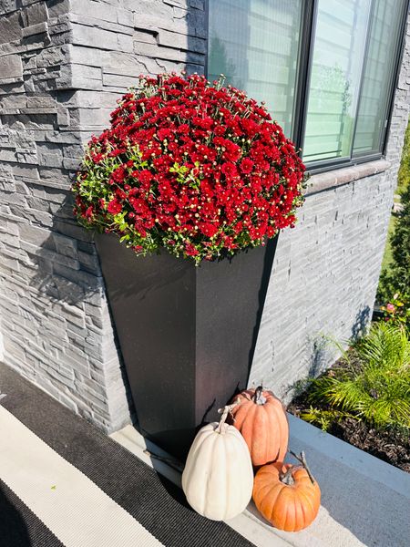 Are you getting ready for fall? Check out our outdoor decor that will make your home feel like fall!
#warmaesthetic #pumpkindecor #designtips #flowerarrangement

#LTKstyletip #LTKSeasonal #LTKhome